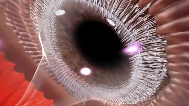 Блефарит Загальний Стан Очей Який Робить Ваші Повіки Червоними Набряклими — стокове відео