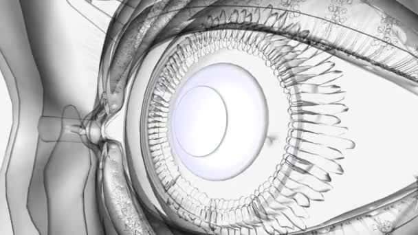Göz Anatomisi Lensleri Tıbbi — Stok video