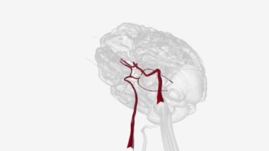 Damar sistemi serebral arter çemberini oluşturuyor. .