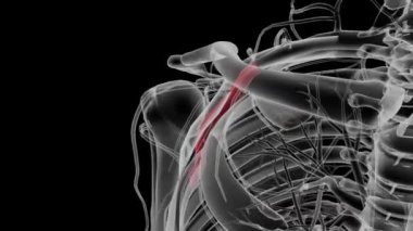 Aksiller arter, üst ekstremite 'nin ana arteridir ve subklavyen arterin yan kenarında devamı olarak ortaya çıkar.
