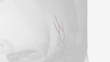 Supratrochlear arter (ya da frontal arter) göz atardamarının terminal dallarından biridir..