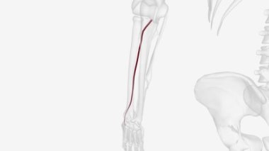 Posteriror inferior beyincik arteri ve vertebral arter .