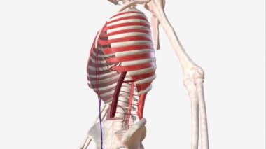 Sol alt epigastrik arter 3D tıbbi