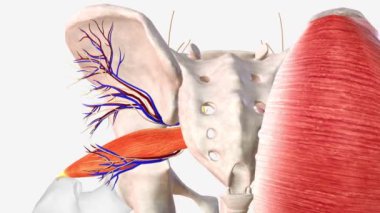 Piriforis kası, alt uzuvların gluteal bölgesinde düz, piramit şeklinde bir kasdır. .