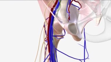 Uyluk damarı uyluğun derinliklerinde bulunan büyük bir damardır. .