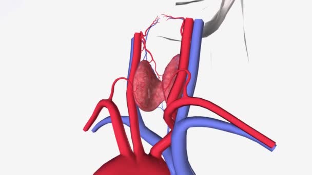 Верхня Щитовидна Вена Піднімається Вздовж Верхньої Щитовидної Артерії Стає Притокою — стокове відео
