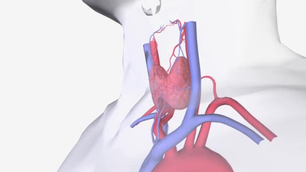 Superior Thyroid Vein Ascends Superior Thyroid Artery Becomes Tributary Internal — Stock Video