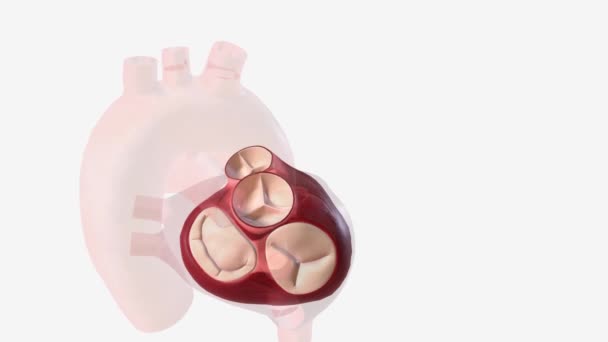 Válvula Tricúspide Controla Flujo Sangre Desde Aurícula Derecha Del Corazón — Vídeos de Stock