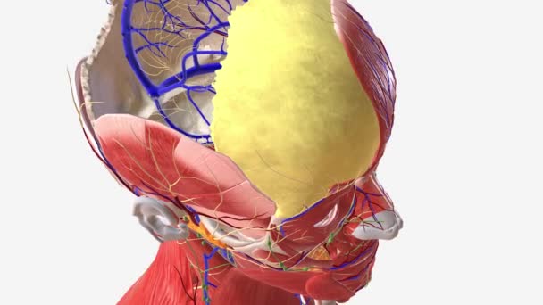 Beynin Içindeki Vasküler Sinir Sisteminin Üst Görüntüsü — Stok video