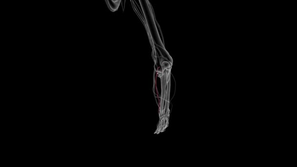 Ультразвукова Артерія Поряд Променевою Артерією Відповідає Постачання Артерій Передпліччю Рукою — стокове відео