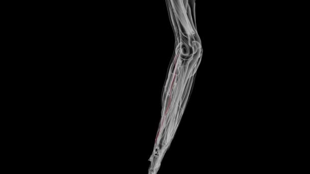 Локтевая Артерия Наряду Лучевой Артерией Отвечает Артериальное Снабжение Предплечья Руки — стоковое видео