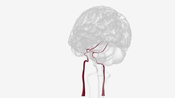 Vascular System Forming Cerebral Artery Circle — Stock Video
