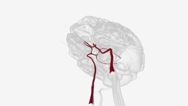 Vascular System Forming Cerebral Artery Circle — Stock Video