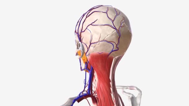 人的头部和脸部的血管系统 — 图库视频影像