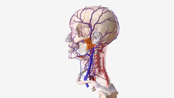 人的头部和脸部的血管系统 — 图库视频影像