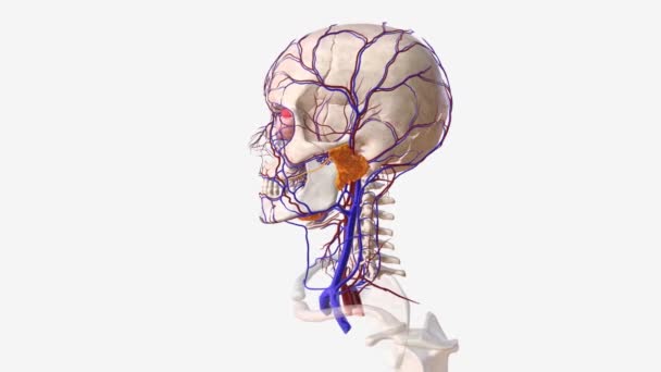 Sistema Vascular Cabeça Rosto Humanos — Vídeo de Stock