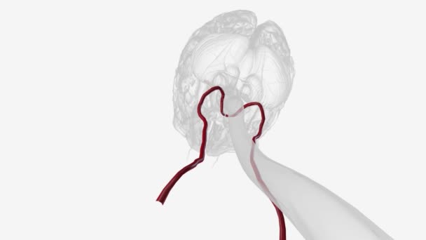 Arteri Vertebral Berjalan Melalui Tulang Belakang Leher Untuk Memberikan Darah — Stok Video