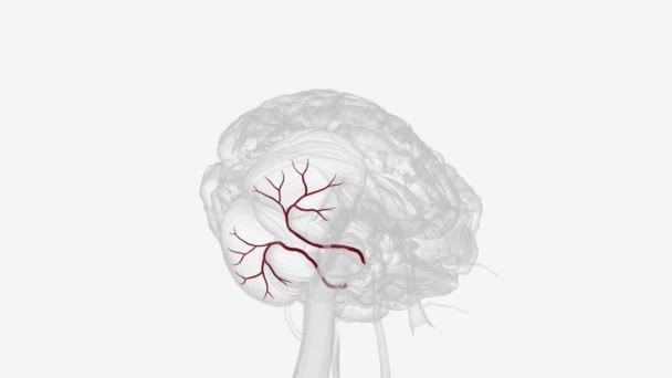 后小脑下动脉 Pica 是为小脑提供动脉供应的三种血管之一 — 图库视频影像