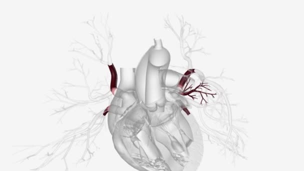 Tętnice Płucne Przenoszą Słabą Zawartość Tlenu Serca Płuc Główna Tętnica — Wideo stockowe