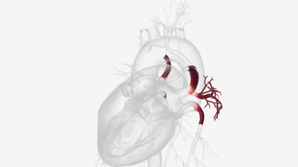 Πνευμονικές Αρτηρίες Μεταφέρουν Αίμα Φτωχό Οξυγόνο Από Την Καρδιά Στους — Αρχείο Βίντεο