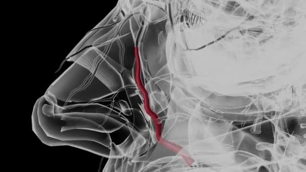 Açısal Arter Yüzün Bir Atardamarıdır — Stok video