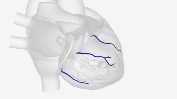 前心静脉 也被称为右心室前心静脉 是右心室前部的小平行静脉 — 图库视频影像