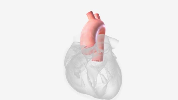 主动脉是将血液从心脏输送到身体其他部位的主要动脉 — 图库视频影像