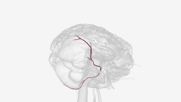 Arterias Cerebelosas Inferiores Anteriores Médico — Vídeos de Stock