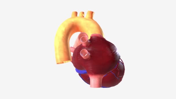 Die Aorta Ist Die Hauptschlagader Die Das Blut Vom Herzen — Stockvideo