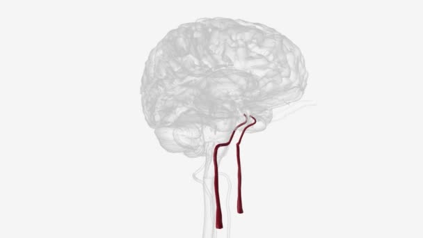 Arteri Membentuk Vena Jugularis Internal — Stok Video