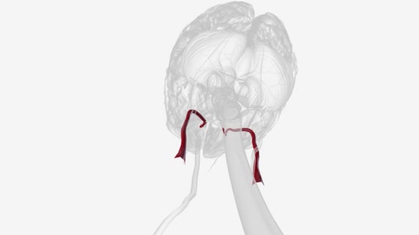 Arterie Die Die Inneren Jugulären Venen Bildet — Stockvideo