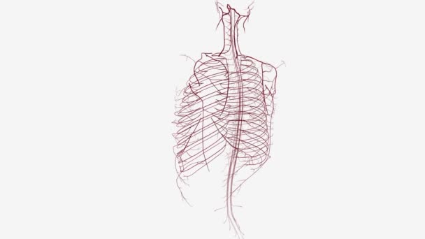 循環系の血管は動脈 静脈および毛細血管である — ストック動画