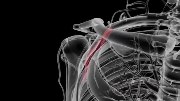 軸動脈は上極の主な動脈であり 後期マージンにおける副動脈の連続として生じる — ストック動画
