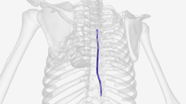 Azygos Vein Located Right Side Back Your Chest — Stock Video