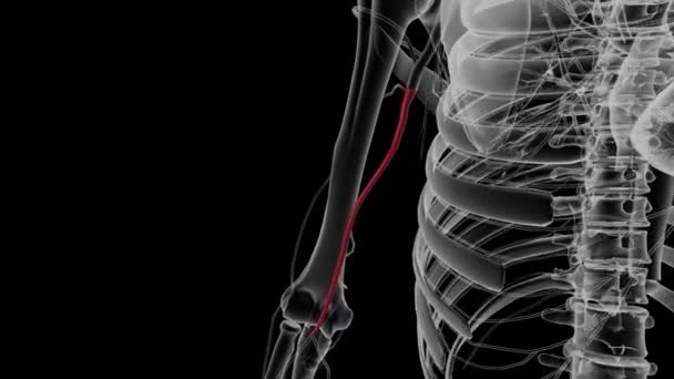 Брахіальна Артерія Головна Артерія Забезпечує Кров Руку Передпліччя Руку — стокове відео