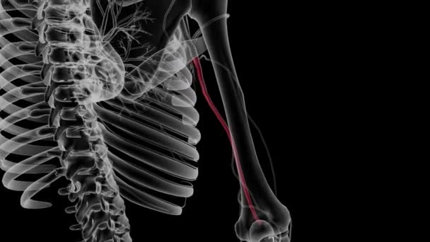 Плечевая Артерия Является Главной Артерией Снабжающей Кровь Руку Предплечье Руку — стоковое видео