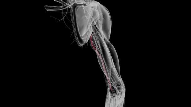 Die Arteria Brachialis Ist Die Hauptschlagader Die Den Arm Den — Stockvideo