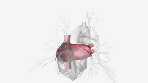 Καρδιακό Λίπος Και Κόλπος Ιατρική — Αρχείο Βίντεο