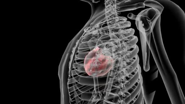 心臓脂肪 心臓の周りに3つの主要な脂肪のデポがあります 心臓脂肪 心筋脂肪および細胞内脂肪 — ストック動画