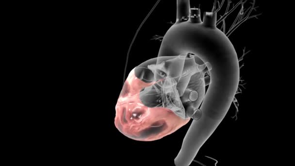 Kardiyak Yağ Kalbin Etrafında Büyük Yağ Deposu Vardır Perikardiyal Yağ — Stok video