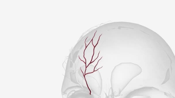 Supratrochlear Artery Frontal Artery One Terminal Branches Ophthalmic Artery — Stock Video