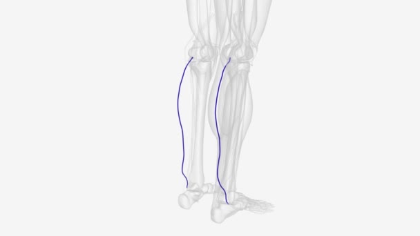 你的小隐静脉从脚背静脉拱的侧端开始 — 图库视频影像