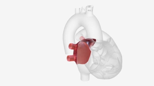 Aurícula Izquierda Recibe Sangre Llena Oxígeno Los Pulmones — Vídeo de stock