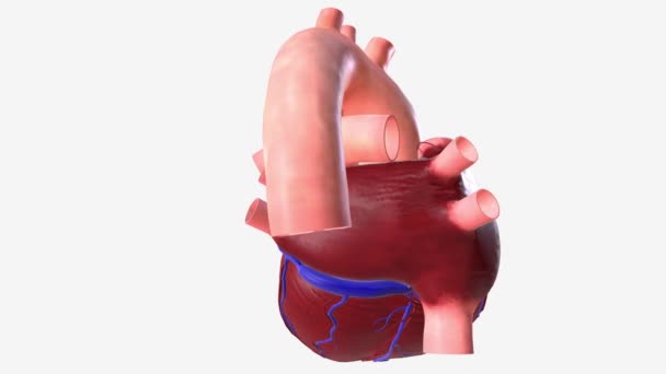 Kalp Vücuduna Kan Pompalayan Yumruk Büyüklüğünde Bir Organdır Dolaşım Sisteminin — Stok video