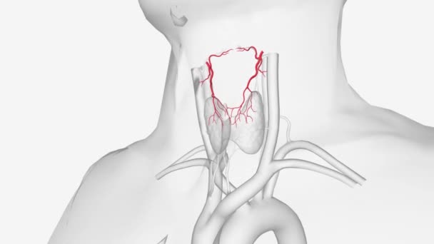 Die Überlegene Schilddrüsenarterie Entsteht Aus Der Äußeren Halsschlagader Knapp Unterhalb — Stockvideo