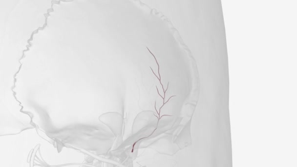 Arteri Supraorbital Adalah Cabang Dari Arteri Oftalmik — Stok Video