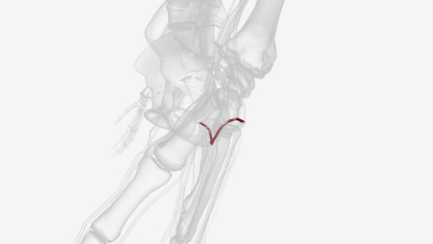 深掌拱门 深伏拱门 是在手掌中发现的一个动脉网络 它通常主要是由桡动脉末梢形成的 — 图库视频影像