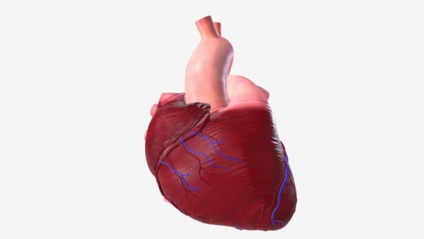 Corazón Órgano Tamaño Puño Que Bombea Sangre Por Todo Cuerpo — Vídeo de stock