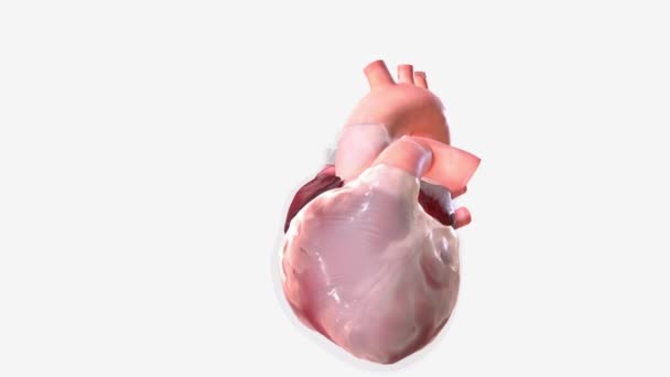 Pericárdio Saco Fibroso Que Envolve Coração Grandes Vasos — Vídeo de Stock