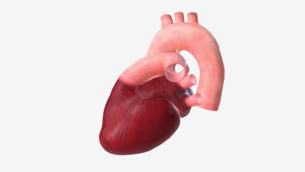 心臓はタフな筋肉壁のいくつかの層で構成されています — ストック動画